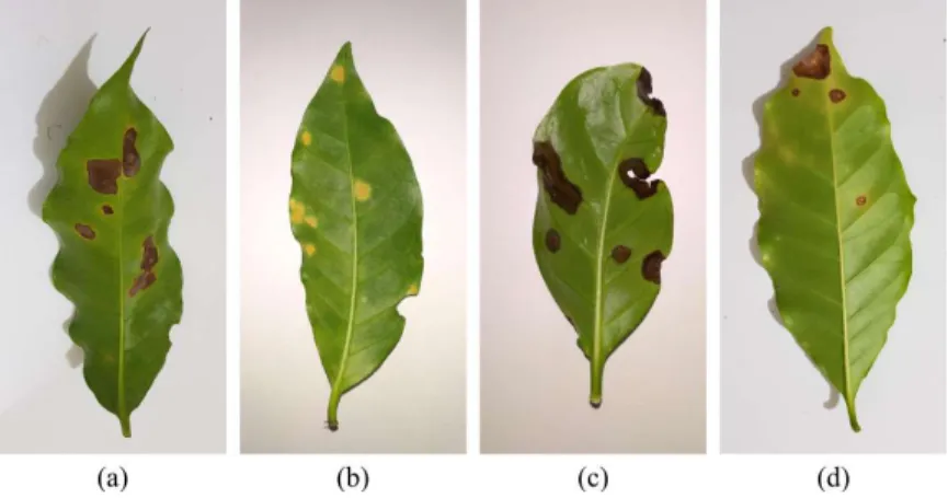 Figure 1: Examples of coffee leaves affected by different biotic stresses: leaf miner (a), rust (b), brown leaft spot (c) and cercospora leaf spot (d).