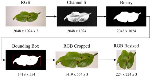 Figure 4: Cropping and resizing leaf images.