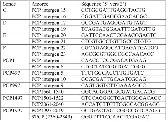 Tableau 2 : Amorces utilisées pour amplifier par PCR les sondes pour les essais  de retard sur gel 