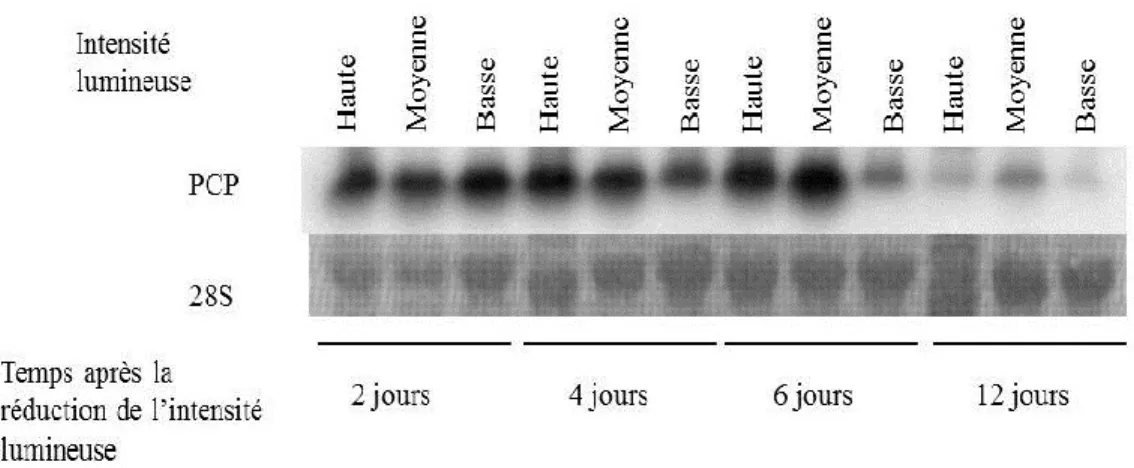 Figure  2 :  Le  niveau  d’ARNm  de  PCP  chez  A.  carterae  varie  faiblement  à  long  terme lors d’une diminution de l’apport lumineux