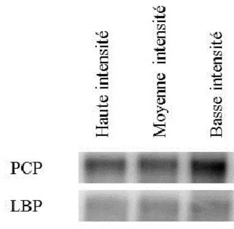 Figure 3 : Le niveau d’ARNm de PCP chez  L. polyedrum augmente faiblement à  long terme en condition d’intensité lumineuse basse