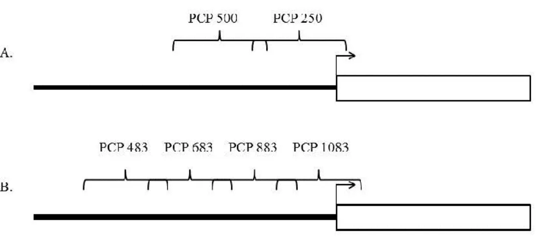 Figure 5 : Résumé des différents fragments de l’unité PCP utilisés pour le simple  hybride