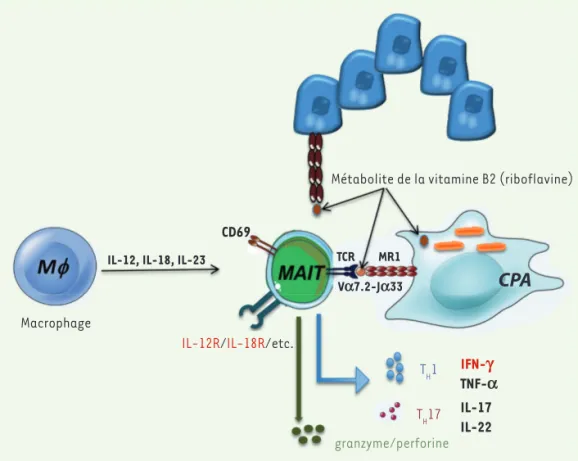 Figure 1. Mécanismes d’activation  des MAIT. Les lymphocytes MAIT  sont activés par deux voies : (1)  par certaines cytokines sécrétées  par les monocytes/macrophages  ou par des cellules épithéliales  (IL-12, IL-18, IL-23) ou (2) via la  molécule MR1 du c