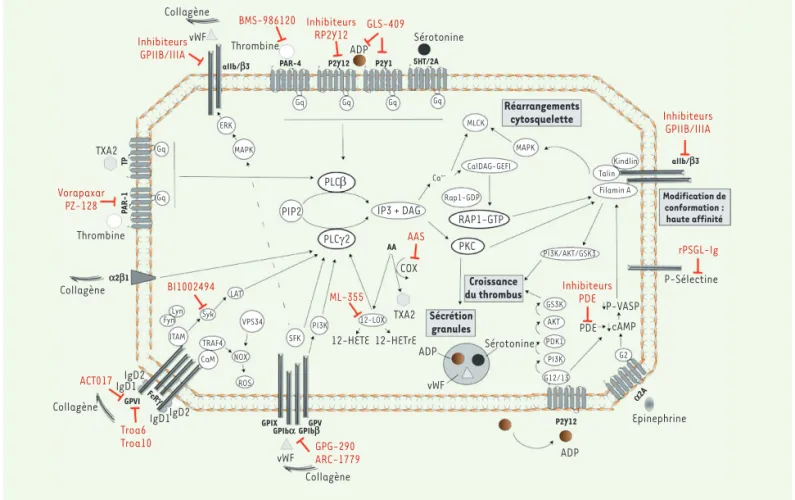 Figure 1. Mécanismes d’activation plaquettaire et molécules anti-plaquettaires. L’interaction du collagène avec le complexe GPIb-IX-V et le  complexe GPVI-RFcγ déclenche l’activation de la PLC-γ2 (voir Glossaire)
