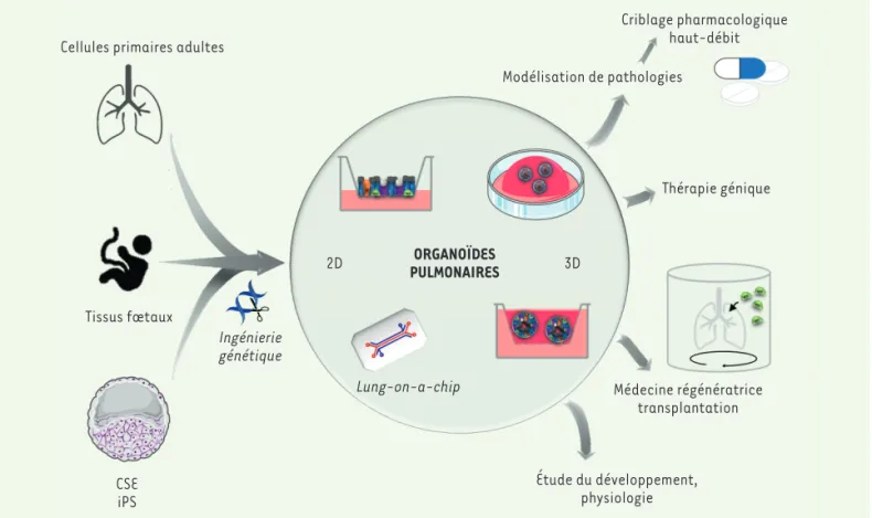 Figure 3. Sources cellulaires, types et applications des organoïdes pulmonaires. CSE : cellules souches embryonnaires ; iPS : cellules souches pluri- pluri-potentes induites.