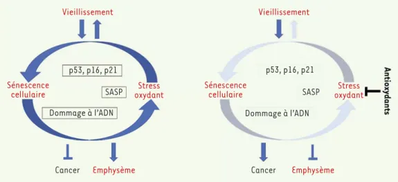 Figure 2.  Mécanisme  proposé pour expliquer  l’effet néfaste d’un  trai-tement par antioxydants  sur le risque de survenue  d’un cancer du poumon.