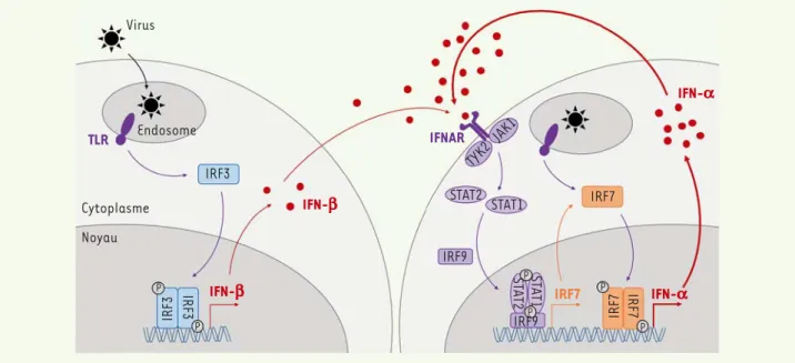 Figure 1. Les deux phases de la réponse IFN de type I. Suite à la détection d’un virus par un PRR (ici, un TLR endosomal), une cascade de signalisation  aboutit à la phosphorylation d’IRF3, qui devient IRF3-P, ce qui déclenche sa dimérisation et sa translo