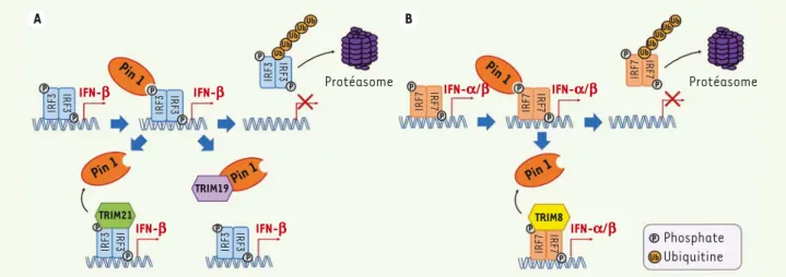 Figure 2. Régulation de la réponse IFN par Pin1 et les protéines TRIM. A. Pin1 interagit avec IRF3-P et modifie sa conformation, induisant ainsi son  ubiquitination et son adressage au protéasome