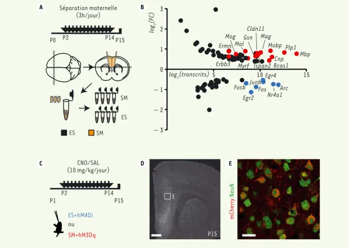 Figure 1. Les altérations moléculaires liées à un stress précoce répété peuvent être reproduites ou prévenues par la modulation de l’activité neu- neu-ronale du cortex préfrontal