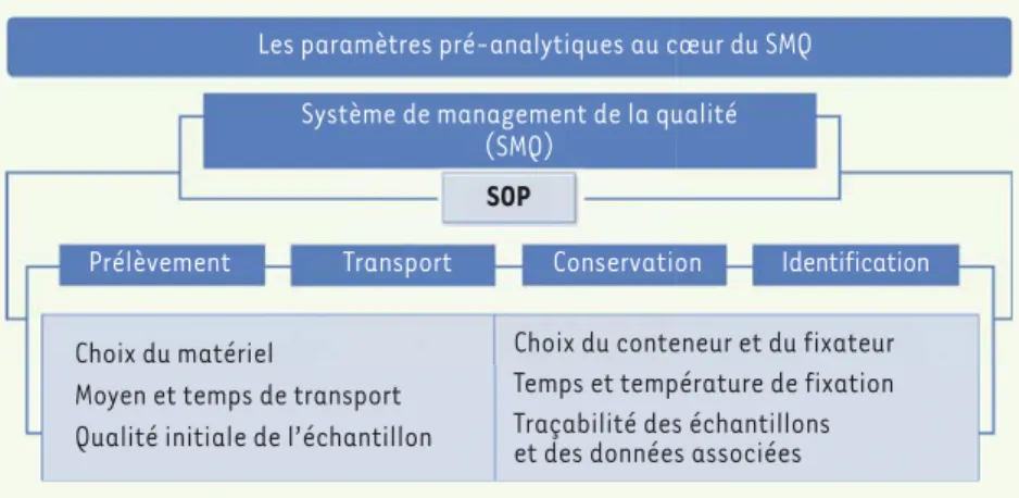 Figure 2.  Les activités du système de management de la qualité (SMQ). L’harmonisation des  protocoles est encadrée par les procédures opérationnelles standard (standard operating  pro-cedures, SOP) à toutes les étapes de la chaîne pré-analytique.