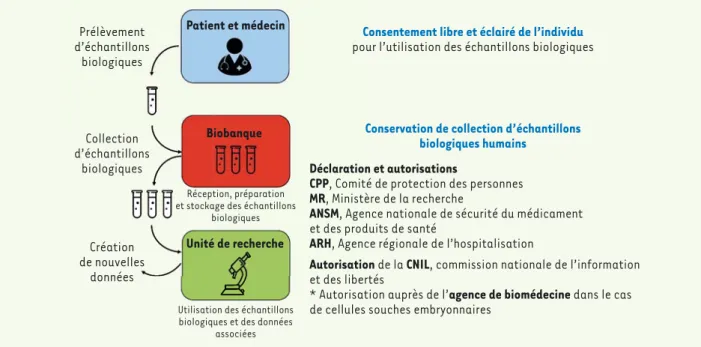 Figure 1. Les démarches administratives indispensables à la conservation de la collection d’échantillons biologiques humains dans une biobanque