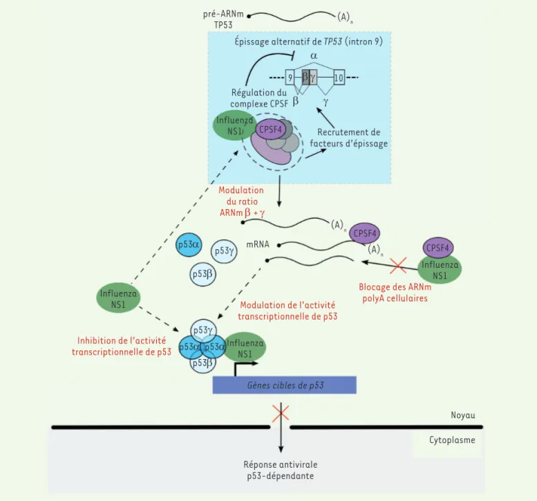 Figure 1. Modèle rendant compte de l’interaction fonctionnelle entre protéine virale NS1, épissage du transcrit de TP53, et CPSF4