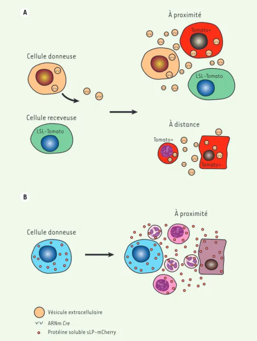 Figure 1. Méthodes de marquage in vivo des cellules de la niche métastatique situées au voisi- voisi-nage des cellules tumorales