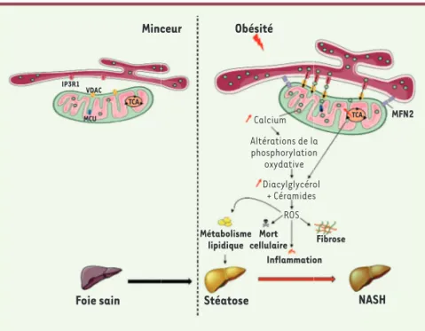 Figure 3. Les MAM, un lieu d’échange entre le  réticulum endoplasmique et la mitochondrie