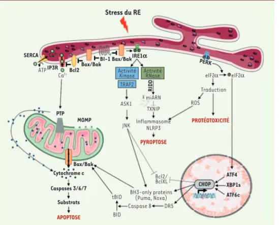 Figure 4. Mécanismes de mort cellulaire  dépendants du stress du réticulum  endo-plasmique