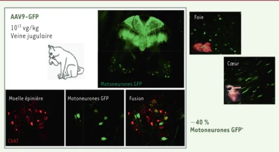 Figure 3. Ciblage efficace du système nerveux central chez le chat ayant reçu à la naissance une injec- injec-tion intraveineuse d’un AAV9-GFP