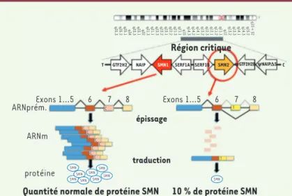 Figure 1. Perte de la protéine SMN1 partiellement compensée par SMN2. Région  critique du chromosome 5 comportant la version télomérique (SMN1) et  centro-mérique (SMN2) du gène SMN