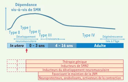 Figure 2. Principe de la combinaison de thérapeutiques de la SMA et du moment  et de la durée optimales de traitement