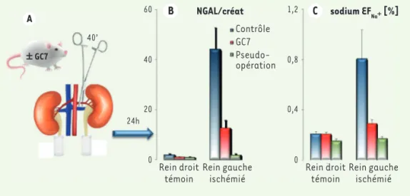 Figure 3. Protocole de validation  de la protection ischémique sur un  modèle d’ischémie rénale