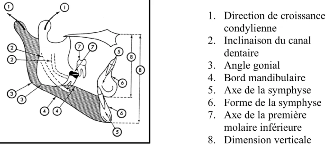 Tableau des caractères déterminants dans la typologie de BJORK  (Philippe et Loreille, 2000)