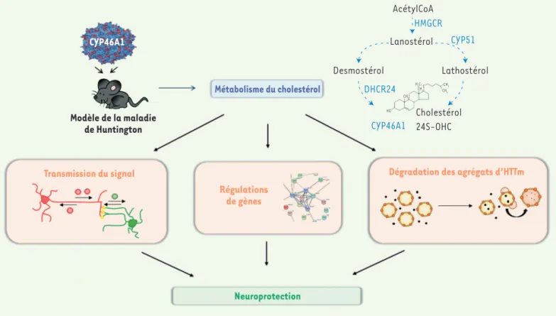 Figure 2. La restauration locale de l’expression de CYP46A1 dans le cerveau atténue de multiples dysfonctionnements cellulaires dans un modèle  murin de la maladie de Huntington