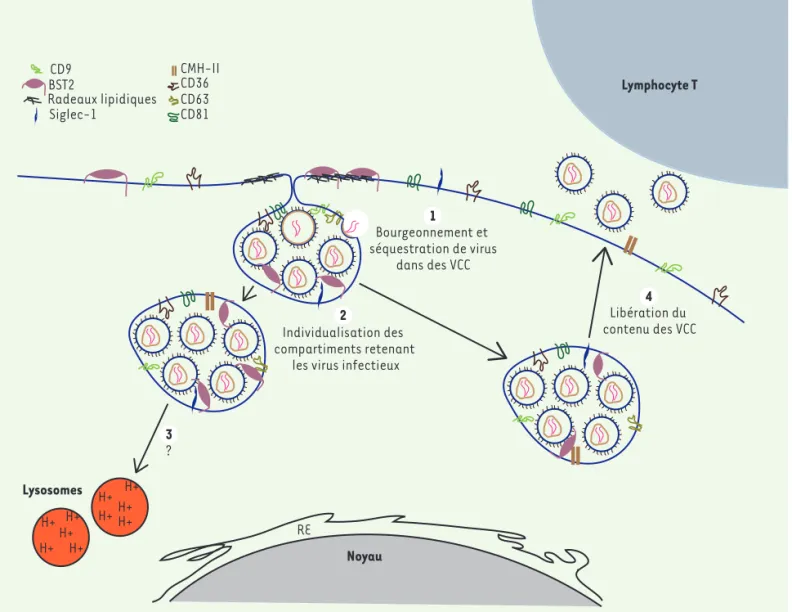 Figure 1. Le VIH-1 s’accumule dans des compartiments intracellulaires connectés à la membrane cellulaire