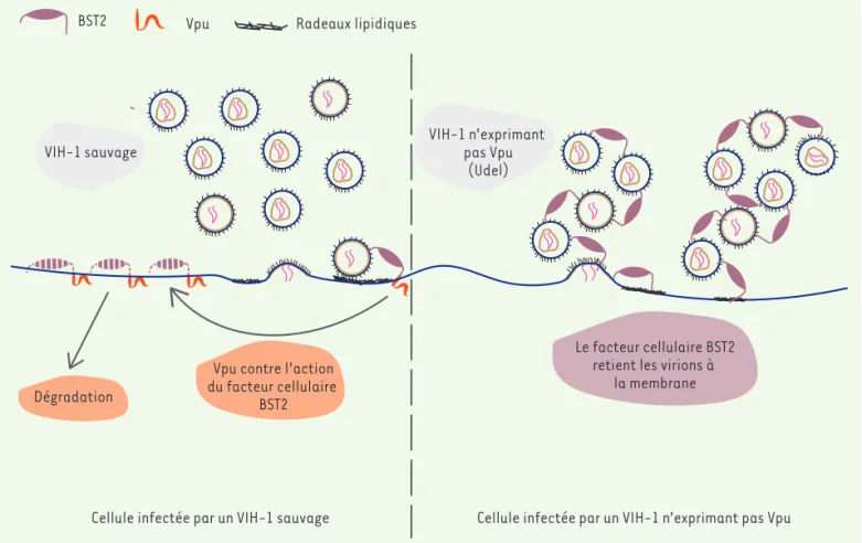 Figure 2. La protéine virale Vpu contrecarre l’action du facteur cellulaire de restriction BST2 et induit sa dégradation