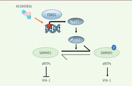Figure 1. Schématisation du rôle de l’activité transcriptionnelle de FOXO1 dans l’interaction lym- lym-phocyte T-VIH-1