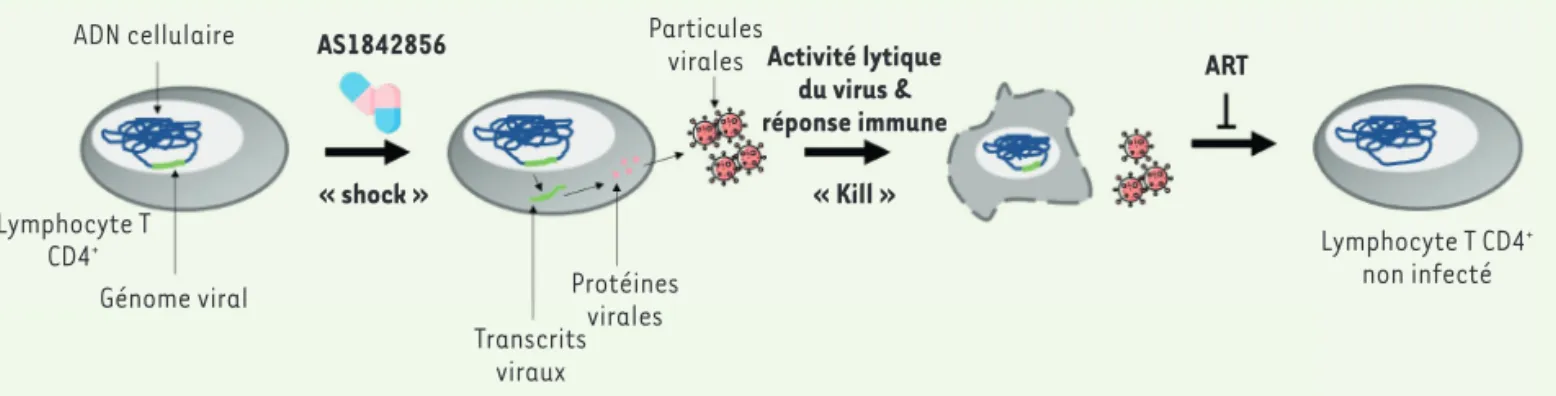 Figure 2. Réactivation du VIH-1 par inhibition de l’activité transcriptionnelle de FOXO1