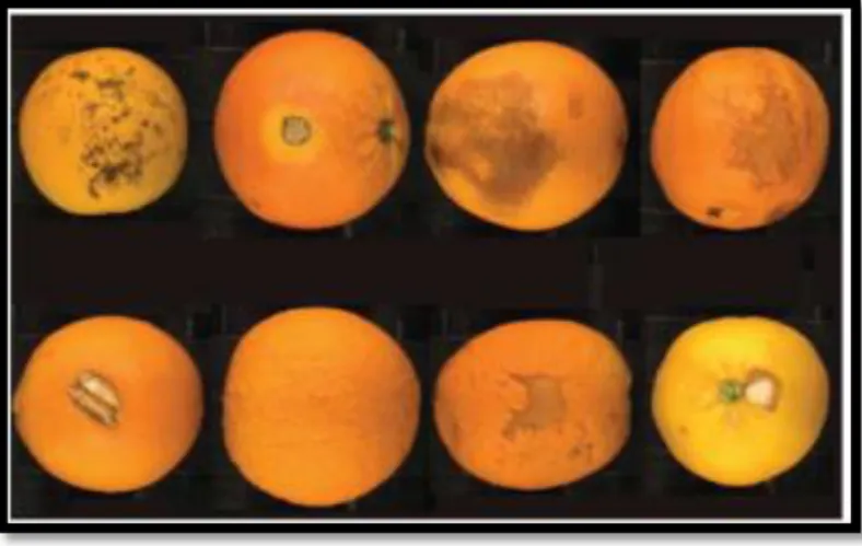 Figure 4 : Images d'oranges montrant différents couleurs et textures [5] 