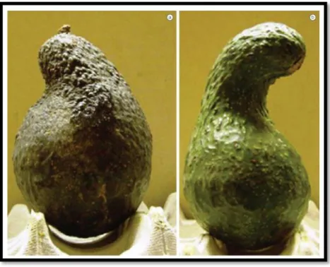 Figure 5 : plusieurs formes d’avocats [5]
