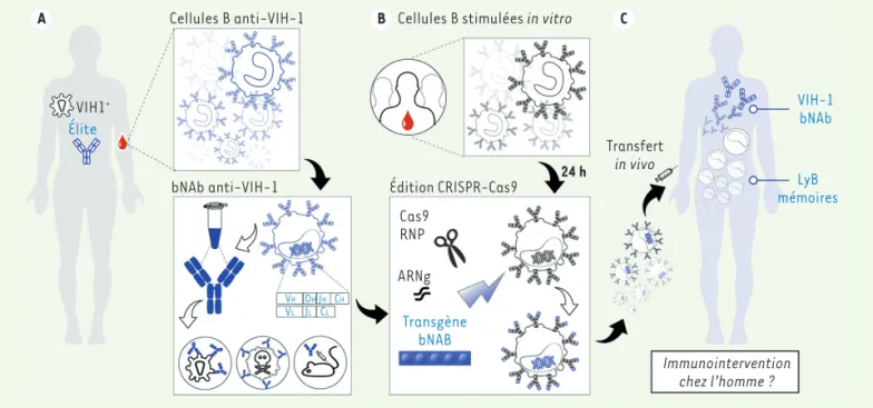 Figure 1. Stratégie d’édition génique de lymphocytes B par la technique CRISPR-Cas9 pour produire des anticorps neutralisant le virus VIH-1