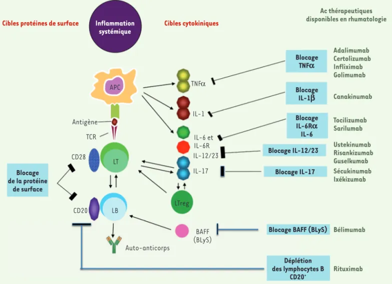 Figure 1. Anticorps thérapeutiques disponibles en rhumatologie dans les maladies inflammatoires à médiation immune