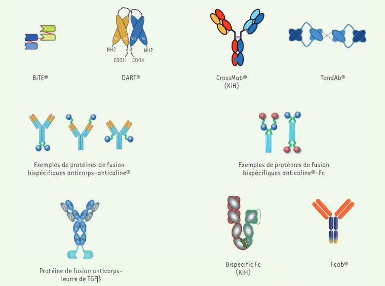 Figure 1. Quelques examples schématiques d’anticorps ou de scaffolds bispécifiques. Pour avoir des détails sur les structures de ces molécules, se  référer aux références [3] et [4]