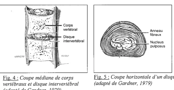fig. 5 : Coupe horizontale d’un disque (adapté de Gardner, 1979)
