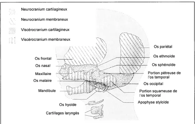 Fig. 13 : Développement du crône. (adapté de Bishara, 200])