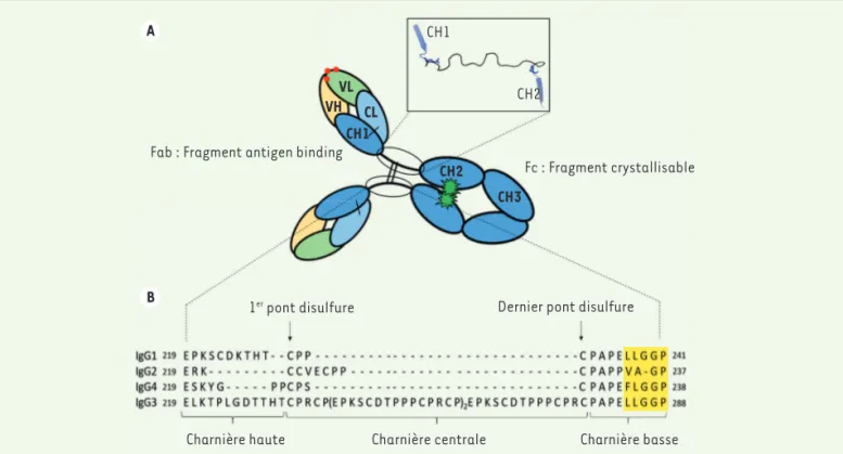 Figure 1. Représentation schématique de la structure d’une IgG1 humaine (A) et séquence protéique de la région charnière des quatre sous-classes  d’IgG humaines (B)