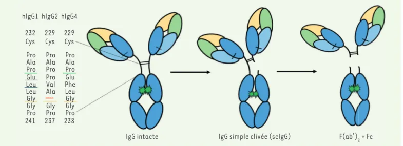 Figure 4. Clivage de la charnière basse des trois sous-classes d’IgG présentes sur le marché