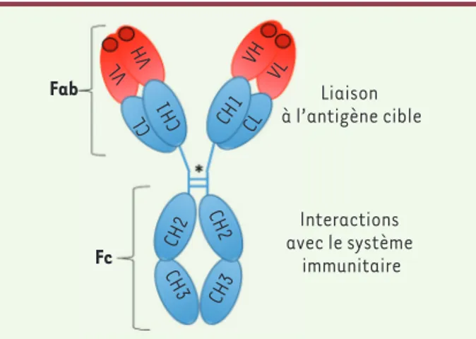 Figure 2. Structure générale d’un anticorps monoclonal thé- thé-rapeutique. Domaines variables (V) et constants (C) ; chaîne  légère L (light) et lourde H (heavy) ; région de liaison à  l’anti-gène, Fab (fragment antigen-binding) incluant les CDR  (Com-ple