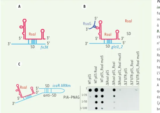 Figure 2.  Divers mécanismes de régulation  impliquant RsaI. A. Schéma du complexe  formé entre RsaI et l’ARNm de fn3K