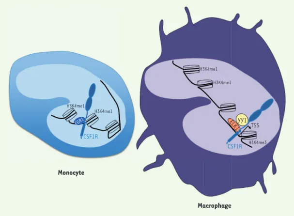 Figure 1. Les interactions de  CSF1R avec la chromatine  diffèrent dans les monocytes  et dans les macrophages  issus de la différenciation  de ces monocytes