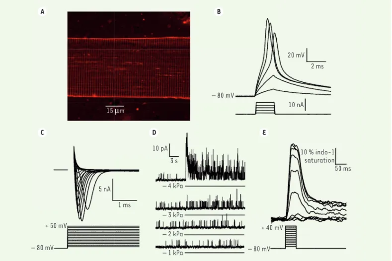 Figure 1. Illustration des différents signaux électrophysiologiques et de mesure de Ca 2+  enregistrés sur la fibre musculaire isolée de poisson zèbre sauvage