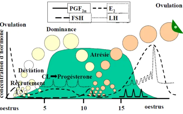 Figure 1 : Évènements hormonaux et ovariens du cycle œstral de la vache à 2 vagues  folliculaires (adapté de Adams et al