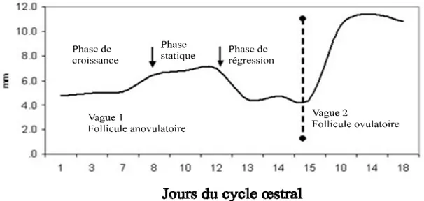 Figure 3  : Profil de la sélection du follicule dominant d’une vache laitière à 2 vagues  folliculaires (adapté de Noseir, 2003) 