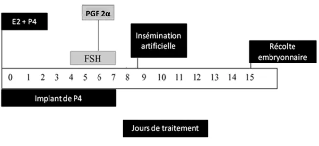 Figure 5 : Protocole de SOV utilisant la P4, E2, FSH et PGF 2α (Baruselli et al., 2006,  reproduit et traduit) 