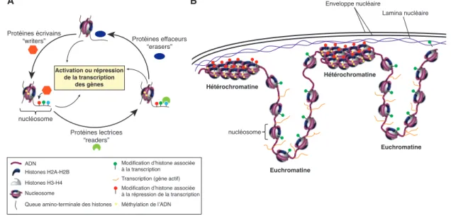 Figure 1 . A. Dynamique des marques épigénétiques. B. Les marques épigénétiques modulent l’expression des gènes.