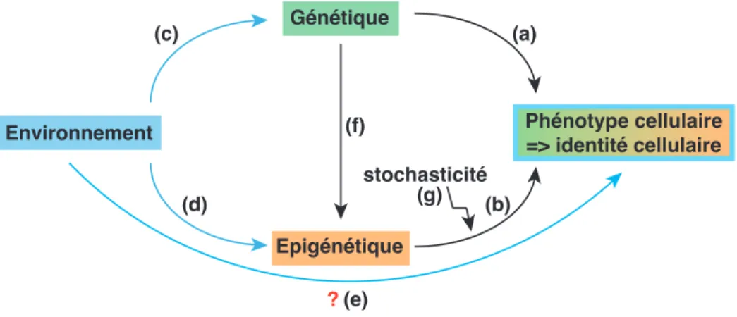 Figure 2 Le phénotype cellulaire est le résultat d’une balance complexe entre génétique, épigénétique et environ- environ-nement.