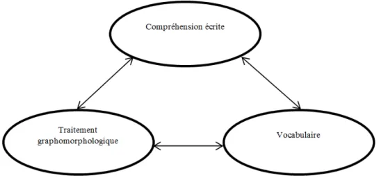 Figure 2.7 : Relations entre le traitement graphomorphologique, le vocabulaire et la  compréhension écrite 