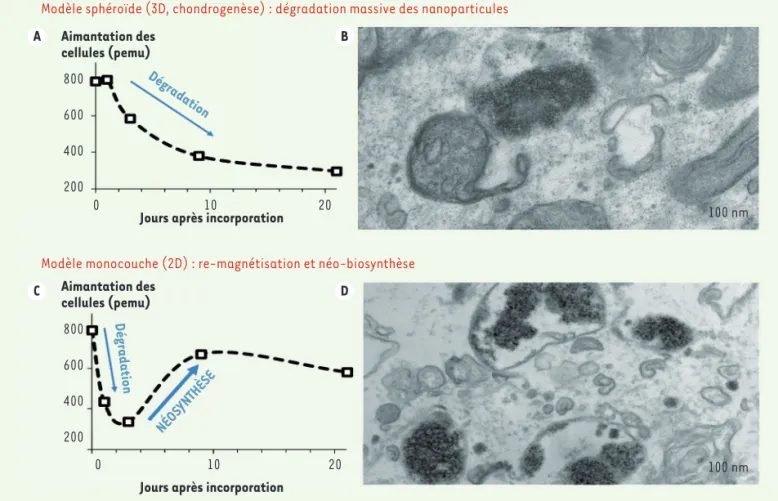 Figure 2. Suivi magnétique et par imagerie des nanoparticules dans les cellules souches