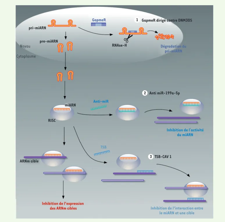 Figure 2. Stratégies permettant d’inhiber l’activité pro-fibrotique de l’ARNnc DNM3OS
